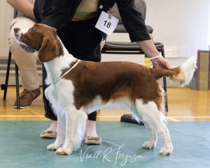 Puppy Bitch